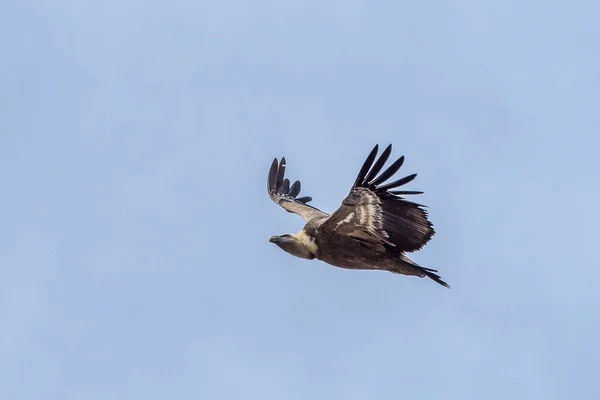 Griffon Abutre Gyps Fulvus Voando Redor Salto Del Gitano Parque — Fotografia de Stock