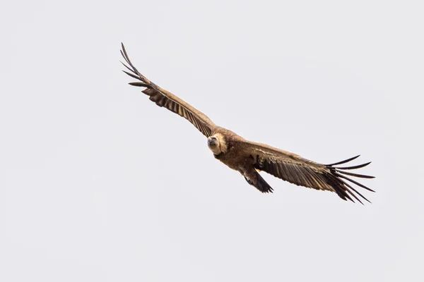 Buitre Leonado Gyps Fulvus Volando Alrededor Salto Del Gitano Parque — Foto de Stock