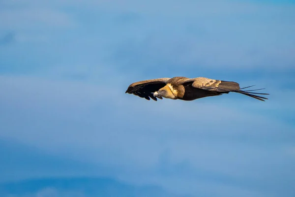 Griffon Abutre Gyps Fulvus Voando Redor Salto Del Gitano Parque — Fotografia de Stock