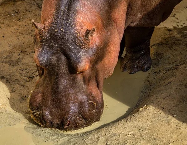Hippo Hippopotamus Amphibius Jerez Frontera Andalusia Spain — Stock Photo, Image