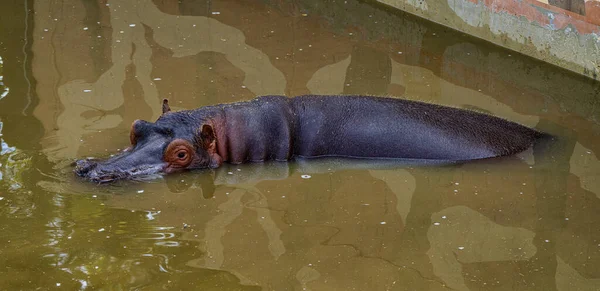 Hippo Hippopotamus Amphibius Jerez Frontera Andalusia Spain — стоковое фото