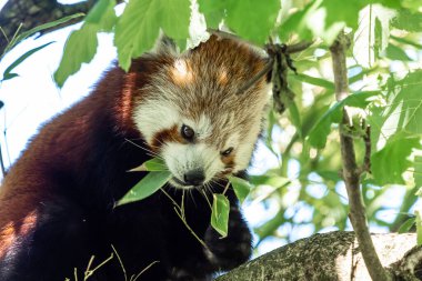 Kırmızı panda, Ailurus fulgens, daha küçük panda ve kırmızı kedi ayı olarak da bilinir..