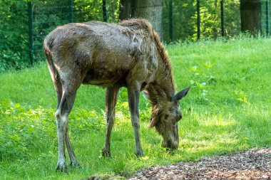Avrupa geyiği, Alces alces, geyik olarak da bilinir. Vahşi yaşam hayvanı.