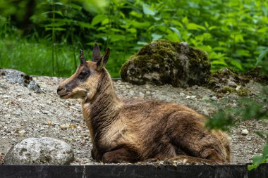 Apennine Chamois, Rupicapra pyrenaica ornata, İtalya 'daki Abruzzo-Lazio-Molise Ulusal Parkı ve İspanya' daki Pireneler 'de yaşamaktadır.