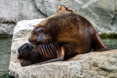 Güney Amerika deniz aslanı, Otaria flavescens, eski adıyla Otaria byronia, Güney Denizi Aslanı ve Patagonya deniz aslanı olarak da bilinir.