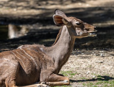 Taurotragus antilobu olarak da bilinen antilop, Doğu ve Güney Afrika 'da bulunan bir bozkır ve antiloptur..