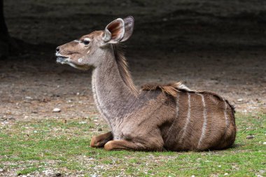 Taurotragus antilobu olarak da bilinen antilop, Doğu ve Güney Afrika 'da bulunan bir bozkır ve antiloptur..