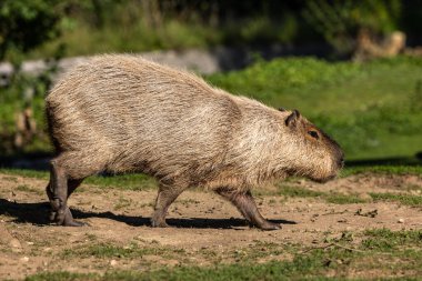Capybara, Hydrochoerus hydrochaeris Güney Amerika 'da yaşayan bir memelidir. Dünyada yaşayan en büyük kemirgendir..
