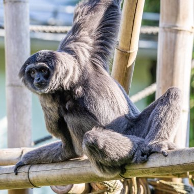 Gümüş maymunu, Hyloates Moloch. Gümüş renkli şebek, en çok tehdit edilen türler arasında yer alıyor..