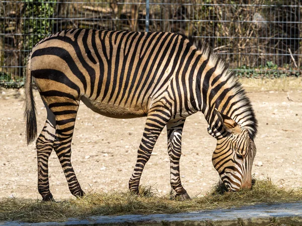 Hartmann Mountain Zebra Equus Zebra Hartmannae Subspecies Mountain Zebra Found — Stock Photo, Image