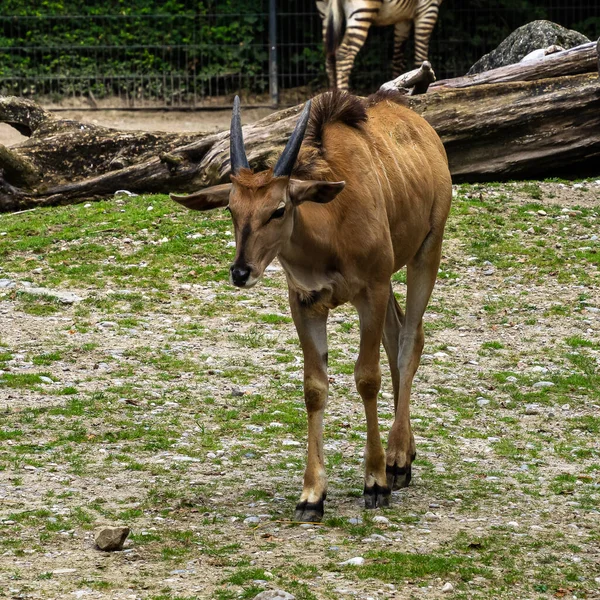 Eland Común Taurotragus Oryx También Conocido Como Eland Meridional Eland — Foto de Stock