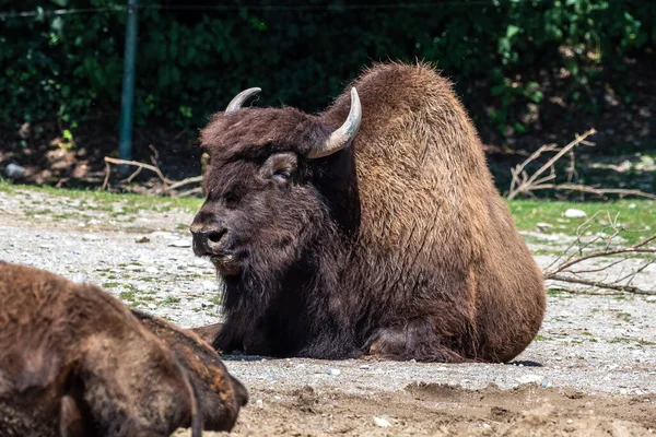 American Bison Simply Bison Also Commonly Known American Buffalo Simply — Stock Photo, Image