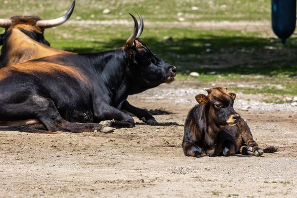 Young Baby Heck Cattle Bos Primigenius Taurus Claimed Resemble Extinct — Stock Photo, Image