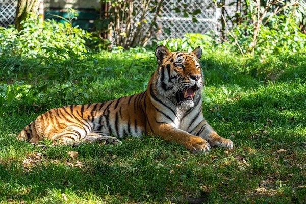 Сибирский Тигр Panthera Altaica Самая Большая Кошка Мире — стоковое фото