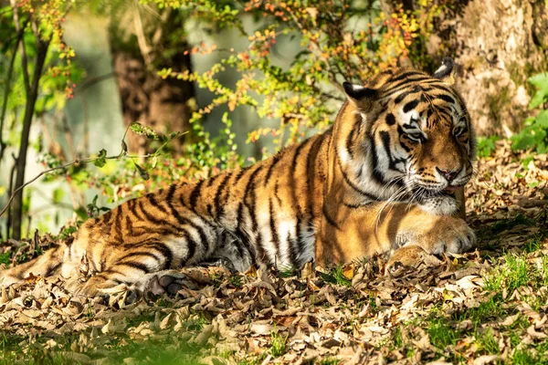 Tigre Sibérien Panthera Tigris Altaica Est Grand Chat Monde — Photo