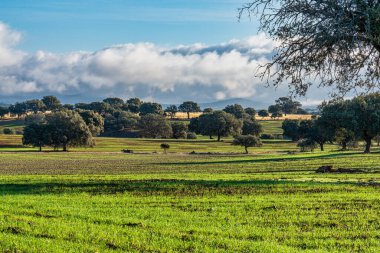 Zorita 'da Extremadura' da, Trujillo yakınlarında zeytin ağaçları.