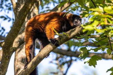 The red ruffed lemur, Varecia rubra is one of two species in the genus Varecia, the ruffed lemurs clipart