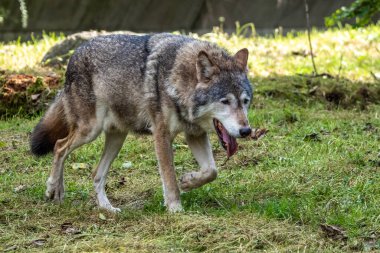 Kurt, gri kurt ya da kereste kurdu olarak da bilinen, Avrasya ve Kuzey Amerika 'nın vahşi ve uzak bölgelerinde yaşayan bir köpek türüdür..