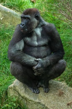 Merkez Sahra-altı Afrika ormanlarında yaşayan zemin yaşayan, ağırlıklı olarak otçul maymunlar goriliz.