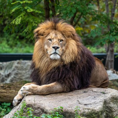 Aslan, Panthera leo, Panthera cinsindeki dört büyük kediden biridir ve Felidae familyasının bir üyesidir..