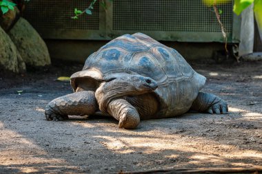 Aldabra dev kaplumbağa, Curieuse Deniz Ulusal Parkı, Curieuse Adası, Seyşeller