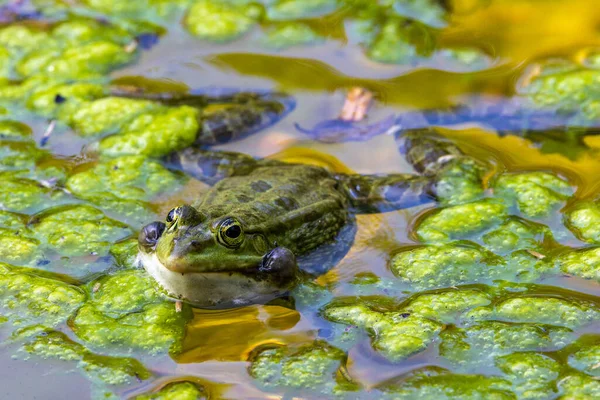 Κοινός Βάτραχος Rana Temporaria Ένα Μόνο Ερπετό Croaking Στο Νερό — Φωτογραφία Αρχείου