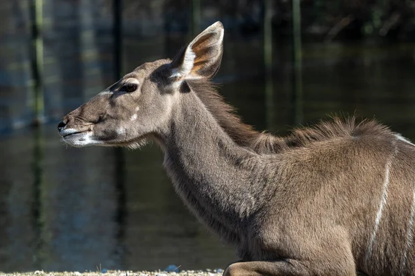 Common Eland Taurotragus Oryx Also Known Southern Eland Eland Antelope — Stock Photo, Image