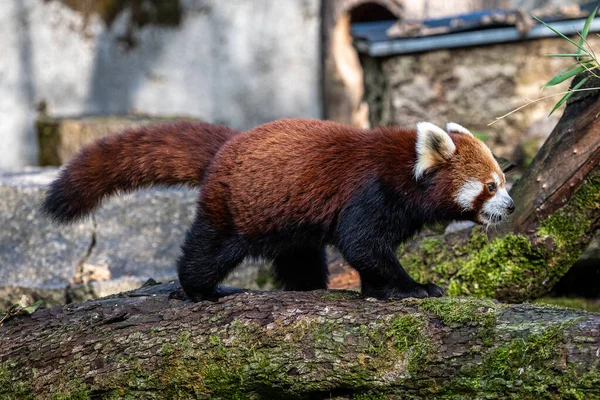 Czerwona Panda Ailurus Fulgens Nazywana Również Mniejszą Pandą Czerwonym Kocim — Zdjęcie stockowe