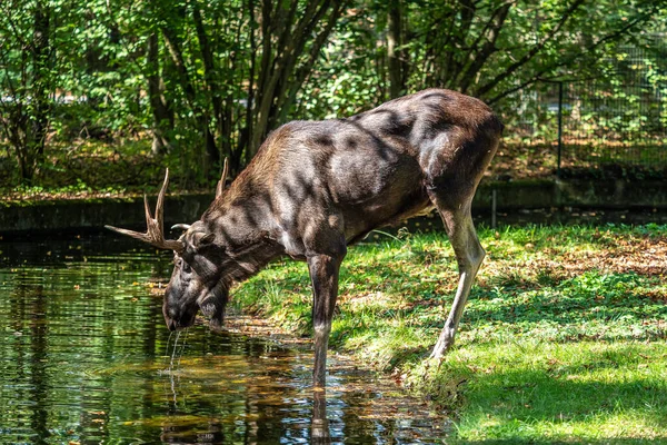 European Moose Alces Alces Also Known Elk Wild Life Animal — Stock Photo, Image