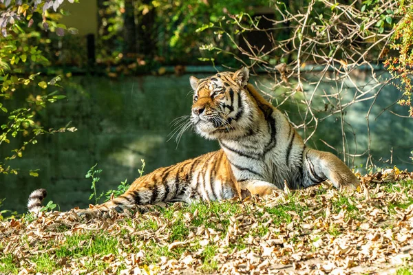 Tigre Sibérien Panthera Tigris Altaica Est Grand Chat Monde — Photo