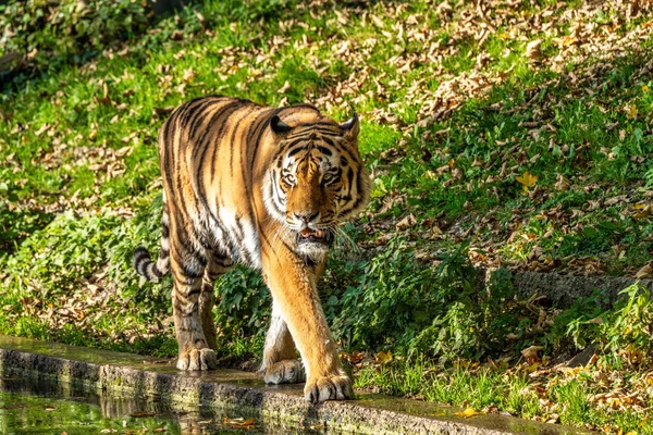 Siberian Tiger Panthera Tigris Altaica Biggest Cat World — Stock Photo, Image