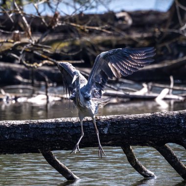 Gri balıkçıl, Ardea cinerea, balık arayan büyük gri bir kuş, tüylü tüyler, büyük gagalı, başının arkasında uzun tüyler, vahşi doğadan bir sahne.