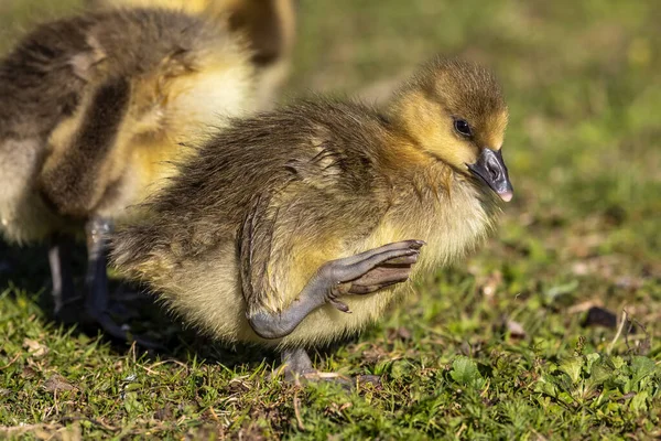 Close Beautiful Yellow Fluffy Greylag Goose Baby Gosling Spring Anser — Stock Photo, Image