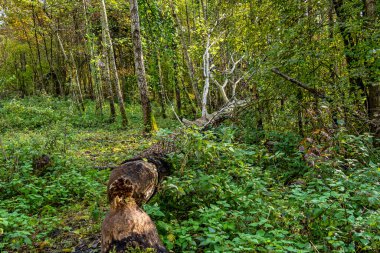 Ismaning, Münih, Almanya 'da Bavyera, Avrupa' da Isar Nehri boyunca ormandaki sonbahar atmosferi