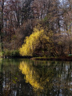 Münih 'in ünlü dinlenme yeri Englischer Garten' da altın sonbahar manzarası. Düşmüş yaprakları ve altın güneş ışığı olan İngiliz bahçesi. Munchen, Bavyera, Almanya