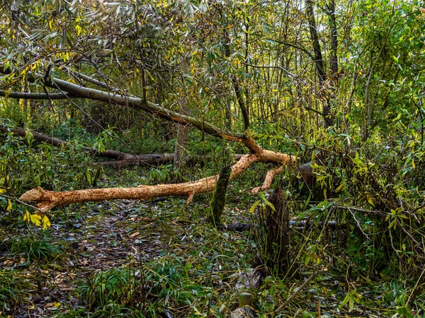 Podzimní Atmosféra Lese Podél Řeky Isar Ismaning Mnichov Bavorsko Německu — Stock fotografie