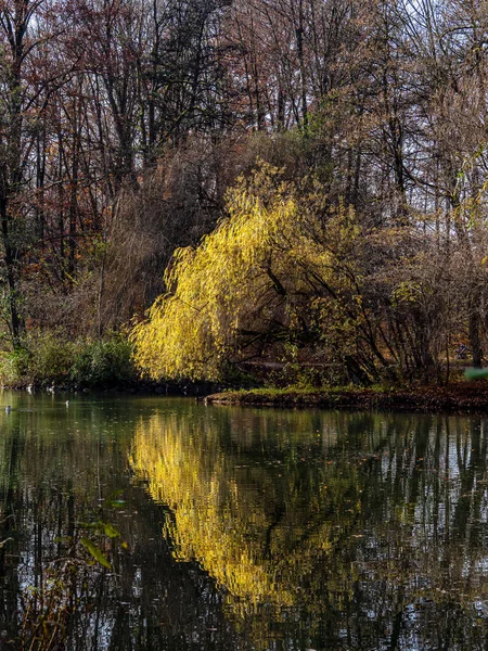 有名なミュンヘンの黄金の秋の景色はリラックスした場所 Englishcher Garten 落ちた葉と黄金の太陽の光と英語の庭 ドイツのバイエルン州ミュンヘン — ストック写真