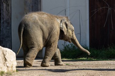 Asya fili, Asya fili olarak da adlandırılır Elephas maximus tek şey yaşam türü Elephas ve Hindistan ve Güneydoğu Asya dağıtılır