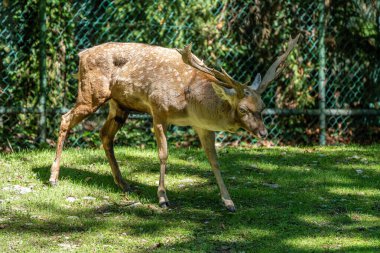 Fallow deer, Dama mezopotamya, Cervidae familyasından bir memeli türü..