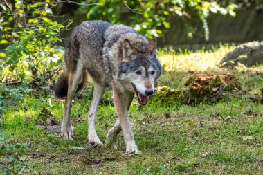 Kurt, gri kurt ya da kereste kurdu olarak da bilinen, Avrasya ve Kuzey Amerika 'nın vahşi ve uzak bölgelerinde yaşayan bir köpek türüdür..