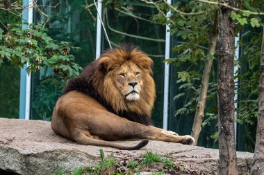 Aslan, Panthera leo, Panthera cinsindeki dört büyük kediden biridir ve Felidae familyasının bir üyesidir..