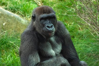 Merkez Sahra-altı Afrika ormanlarında yaşayan zemin yaşayan, ağırlıklı olarak otçul maymunlar goriliz.