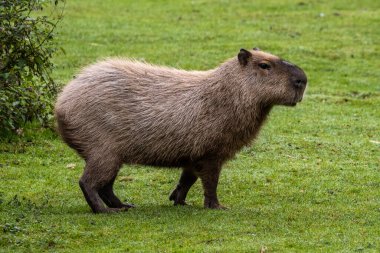Capybara, Hydrochoerus hydrochaeris Güney Amerika 'da yaşayan bir memelidir. Dünyada yaşayan en büyük kemirgendir..