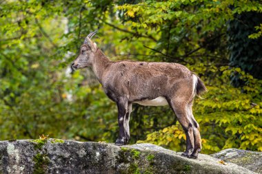 Erkek dağ keçisi - Capra dağ keçisi hayvanat bahçesinde