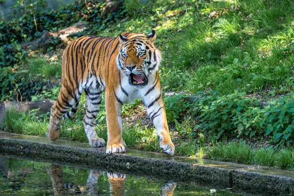 Der Sibirische Tiger Panthera Tigris Altaica Ist Die Größte Katze — Stockfoto