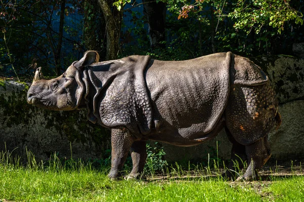 Індійський Rhinoceros Rhinoceros Unicornis Також Називають Великим Однорогом Rhinoceros Азійських — стокове фото