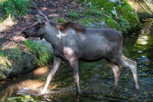 Europeiska Älgen Alces Alces Alces Även Känd Som Älgen Vilda — Stockfoto