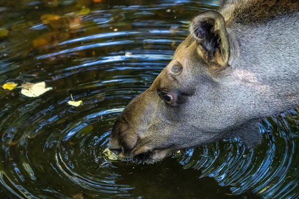 European Moose Alces Alces Také Známý Jako Los Divoký Život — Stock fotografie