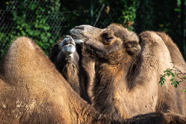 Baktriańskie Wielbłądy Camelus Bactrianus Jest Dużym Równym Palcem Kopytnym Pochodzącym — Zdjęcie stockowe