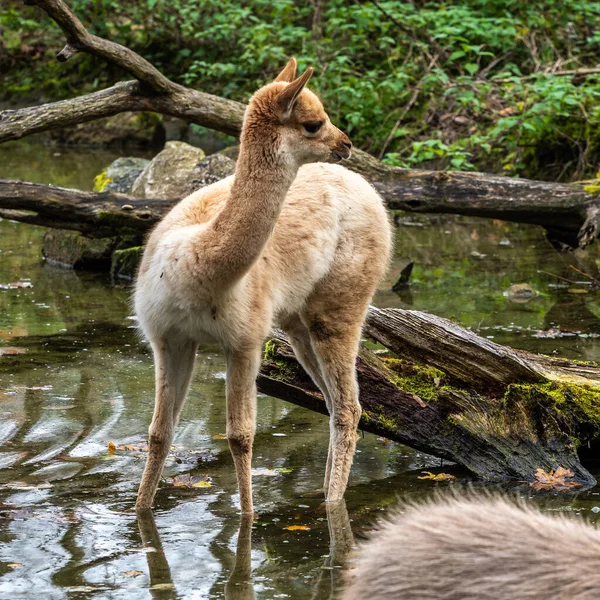 Vicunas Vicugna Vicugna Příbuzní Lamy Kteří Žijí Vysokých Alpských Oblastech — Stock fotografie